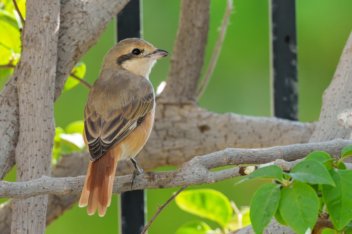 Isabelline Shrike (Daurian) - ML627764116
