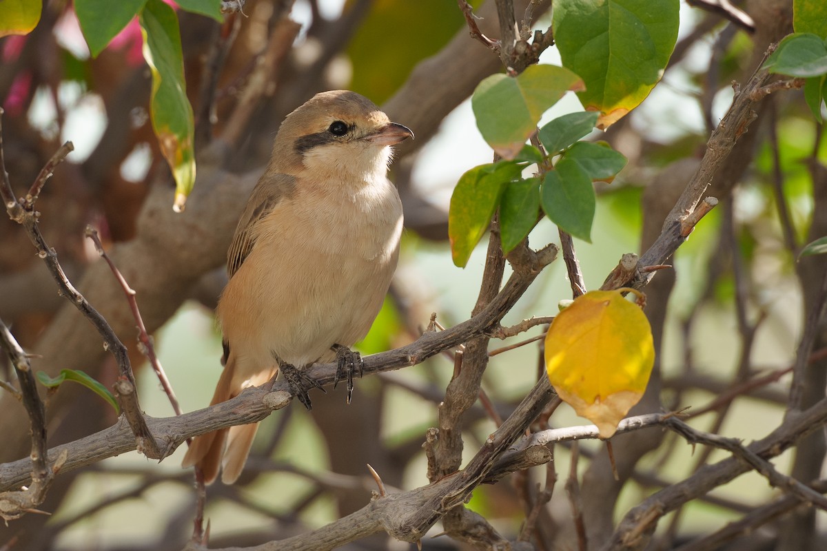 Isabelline Shrike (Daurian) - ML627764117
