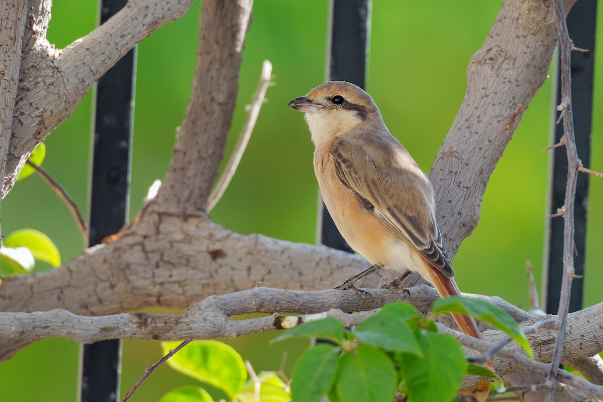 Isabelline Shrike (Daurian) - ML627764118
