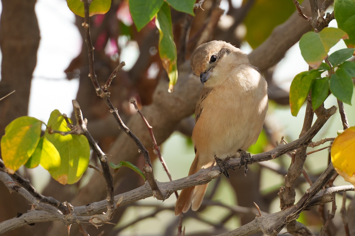 Isabelline Shrike (Daurian) - ML627764119