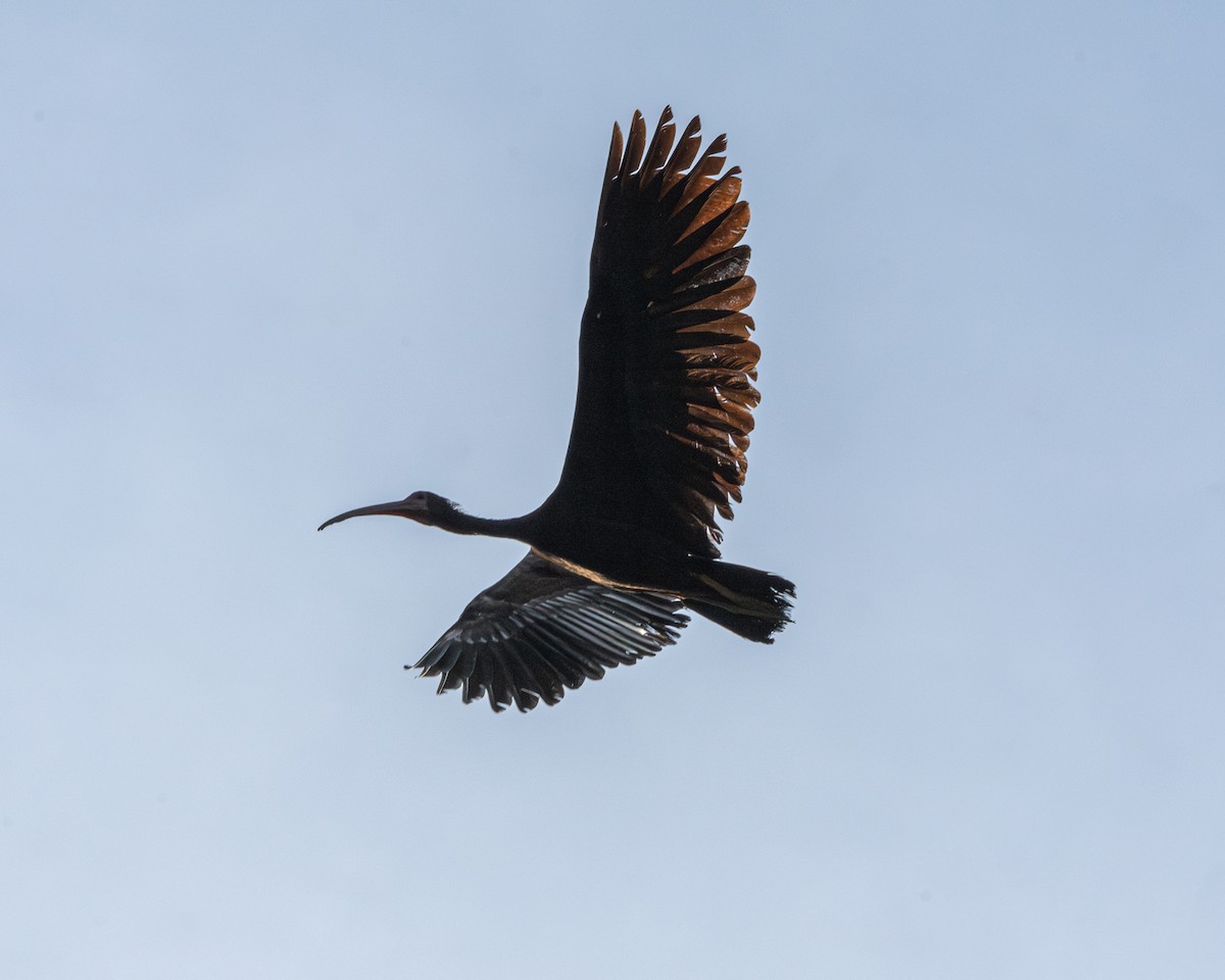 Bare-faced Ibis - ML627764121