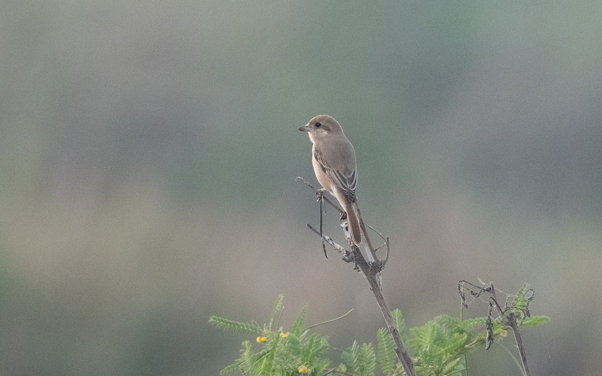 Isabelline Shrike - ML627764124