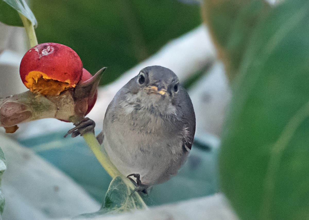 Greater Whitethroat - ML627764158