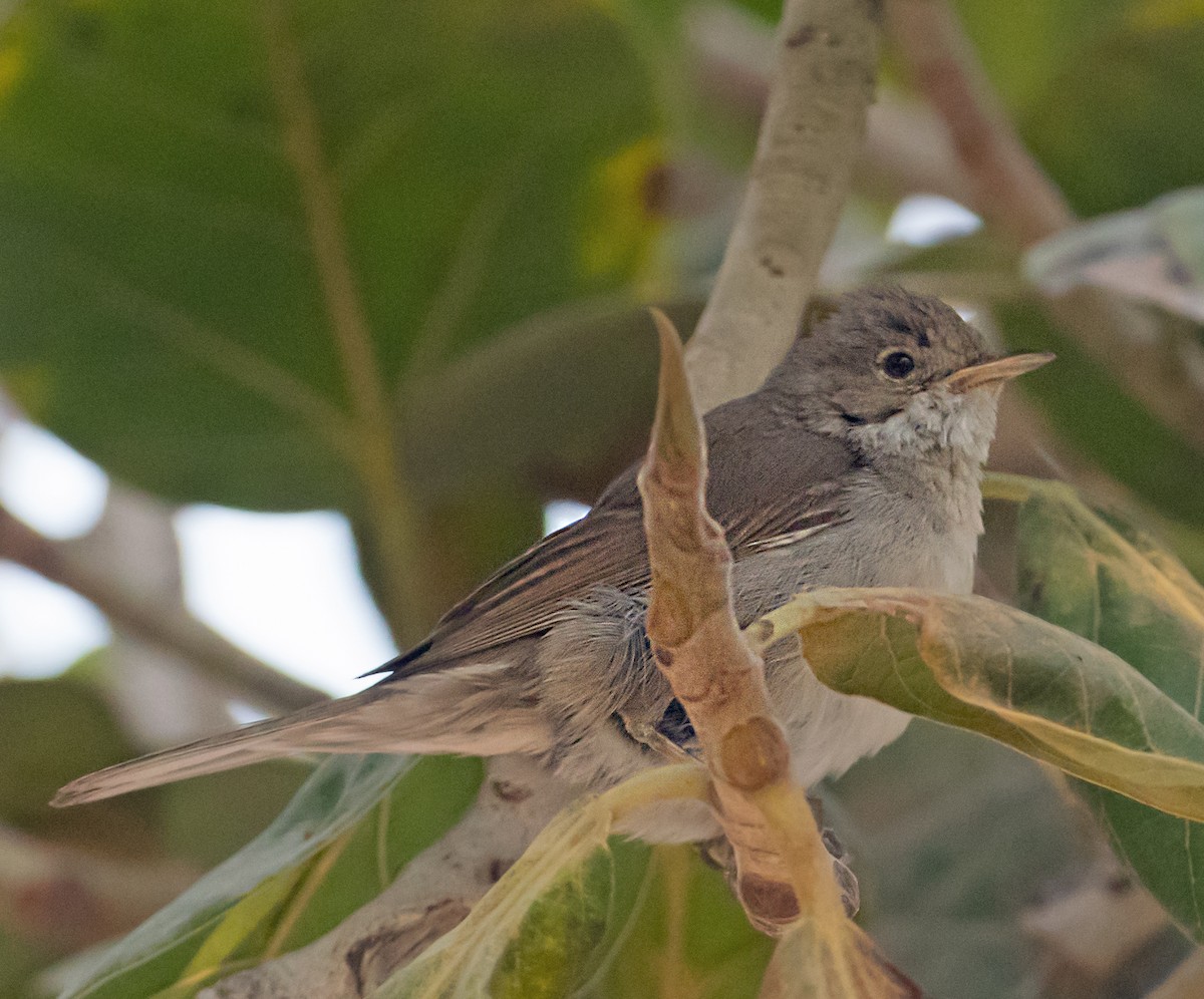 Greater Whitethroat - ML627764161