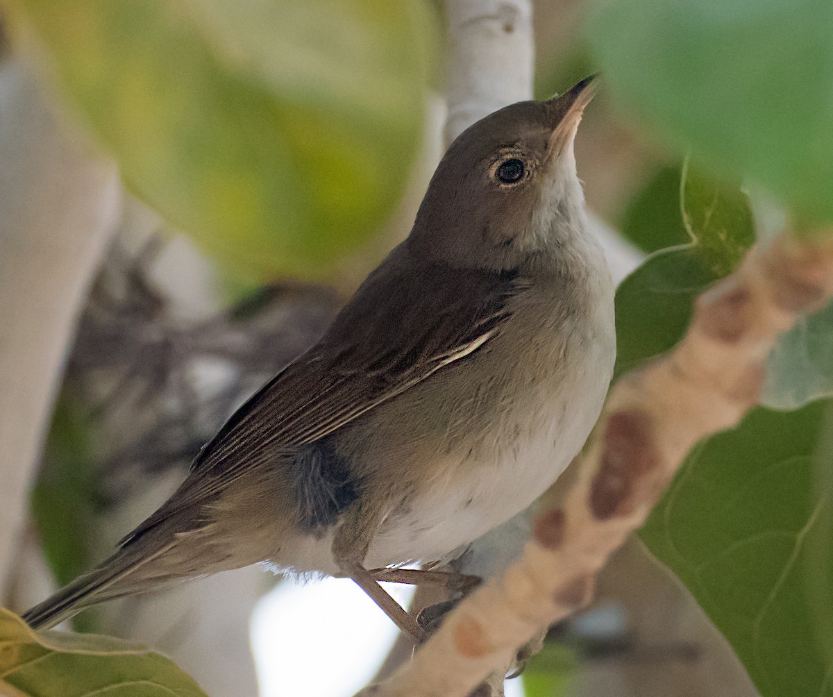 Greater Whitethroat - ML627764190