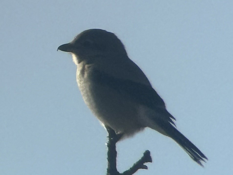 Northern Shrike - ML627764210