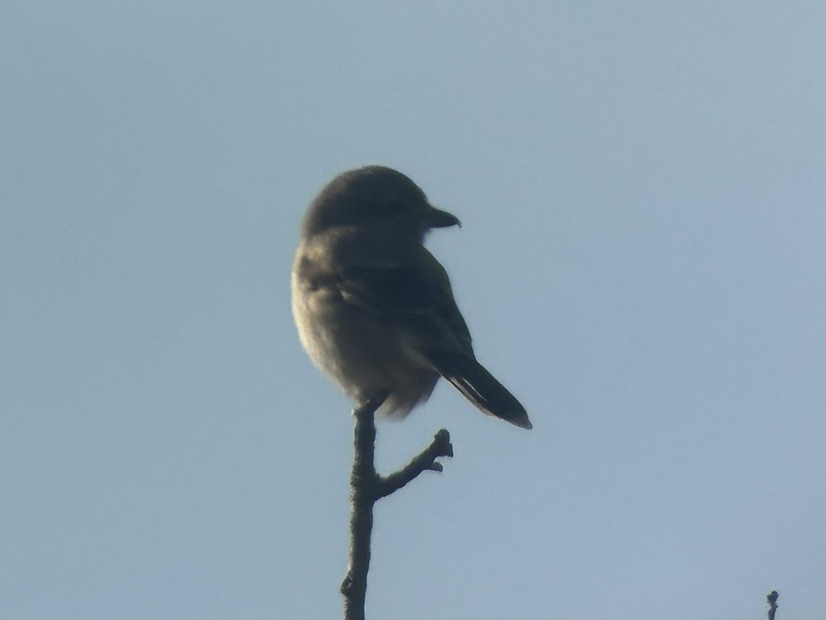 Northern Shrike - ML627764211