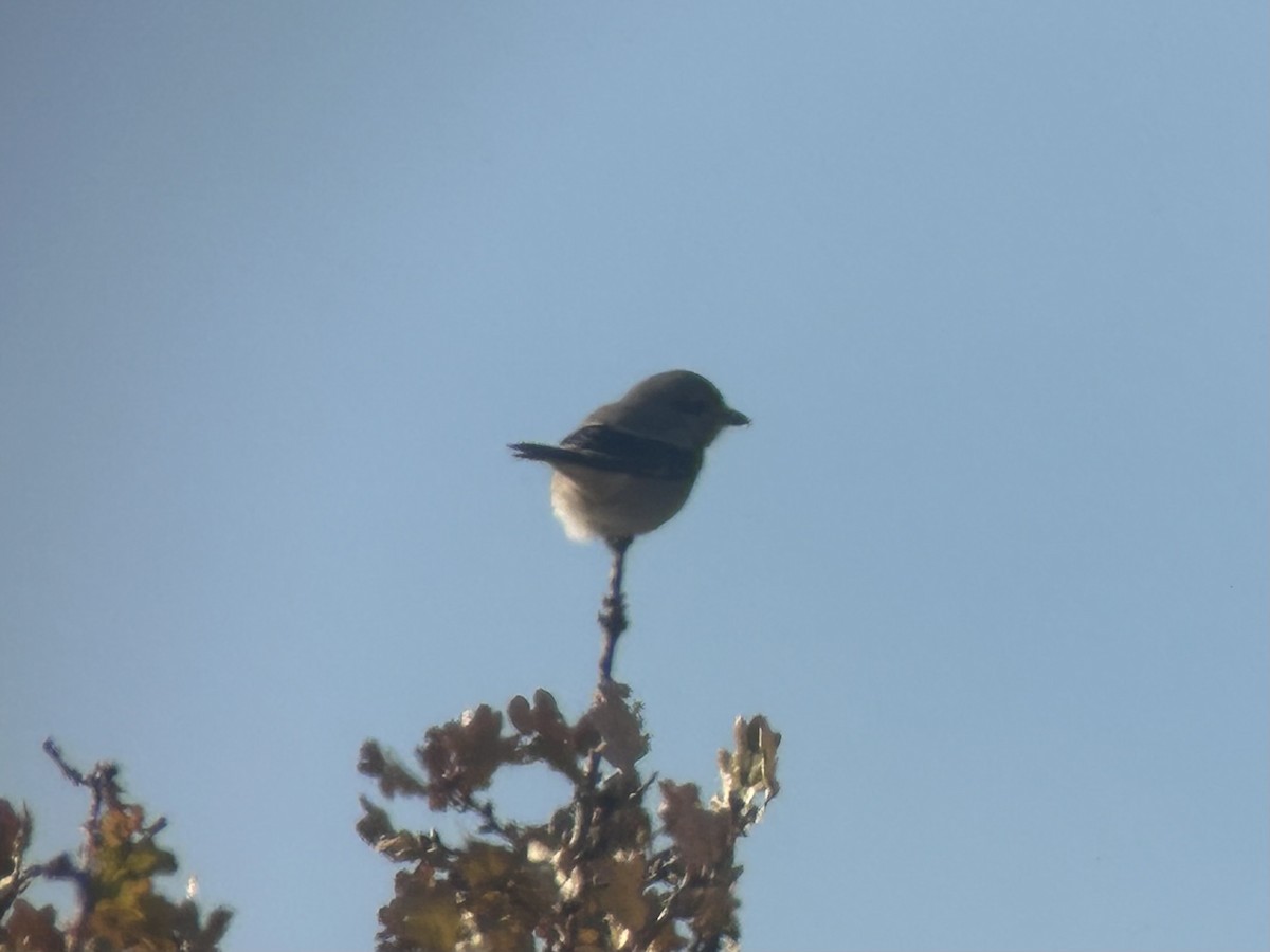 Northern Shrike - ML627764212