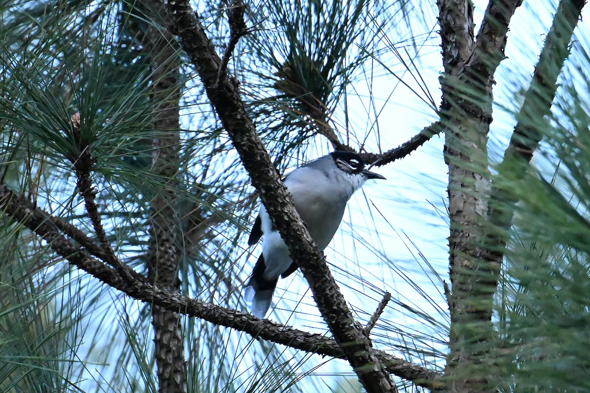 Black-headed Sibia (Lang Bian) - ML627764278