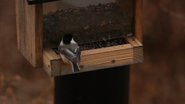 Black-capped Chickadee - ML627764324
