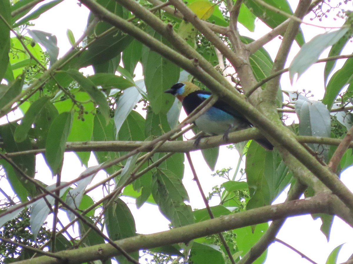 Golden-hooded Tanager - ML627764412