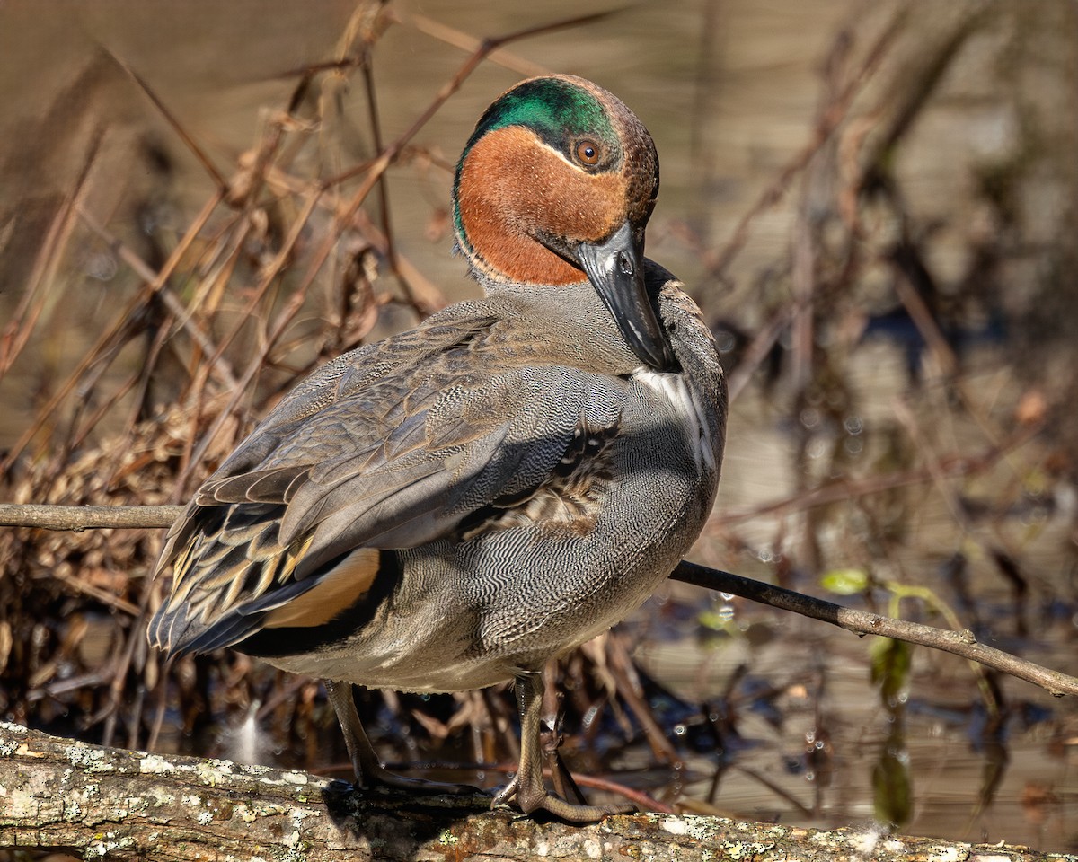 Green-winged Teal - ML627764512