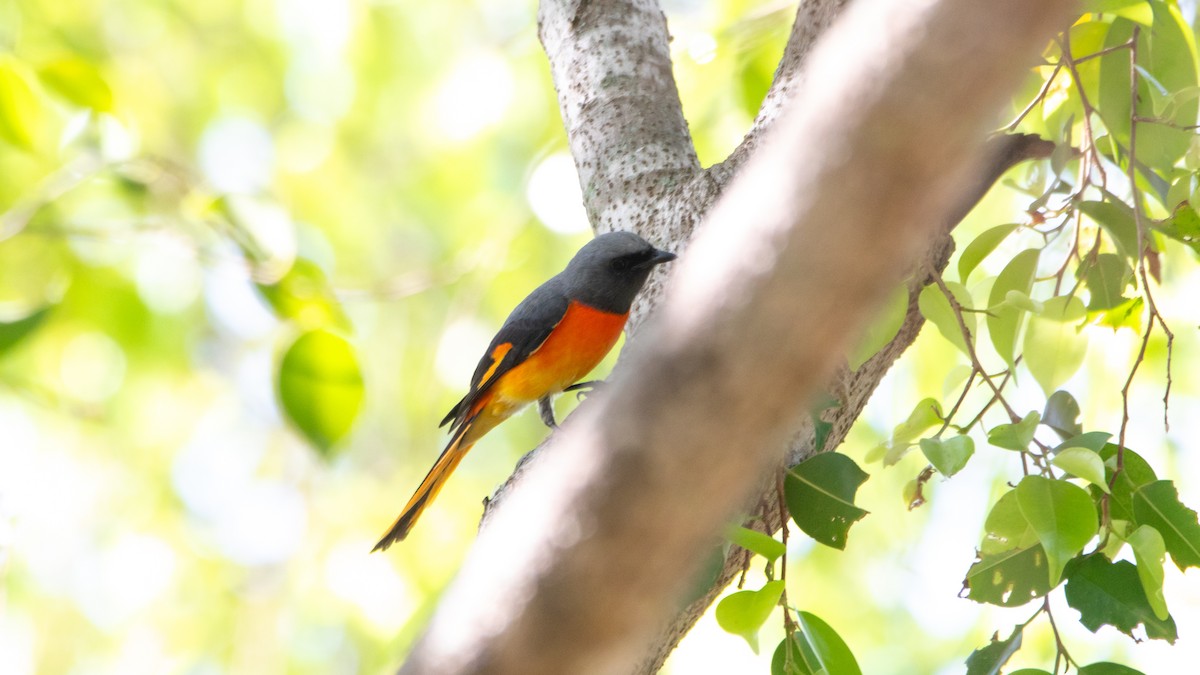 Small Minivet - ML627764530