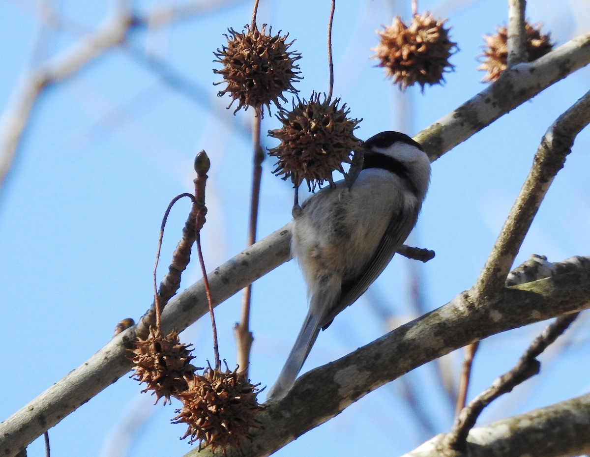 Mésange de Caroline - ML627764534