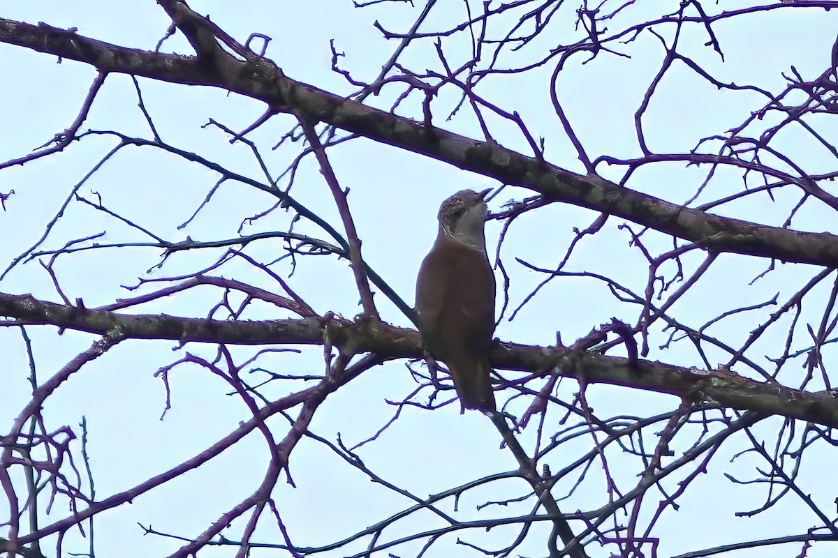 Banded Bay Cuckoo - ML627764546