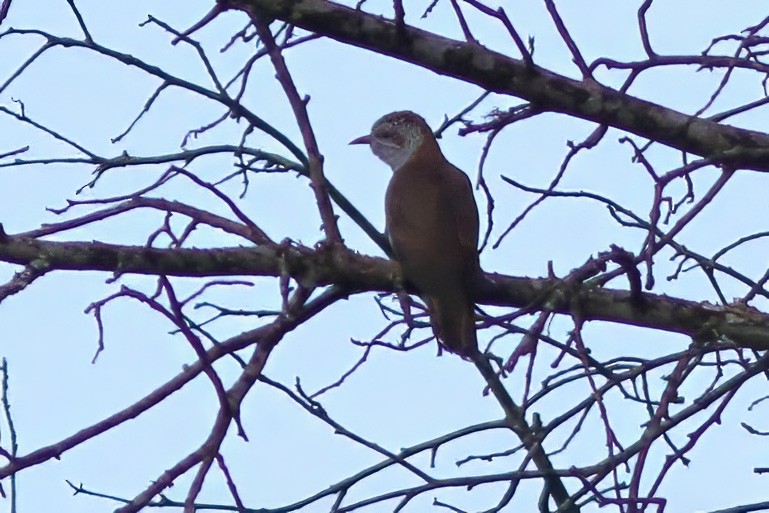 Banded Bay Cuckoo - ML627764550