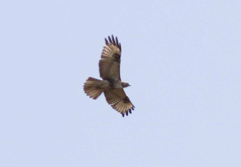 Common Buzzard - ML627764566