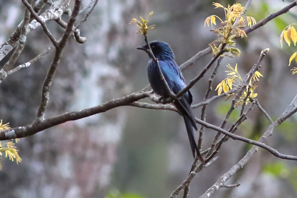 Bronzed Drongo - ML627764572