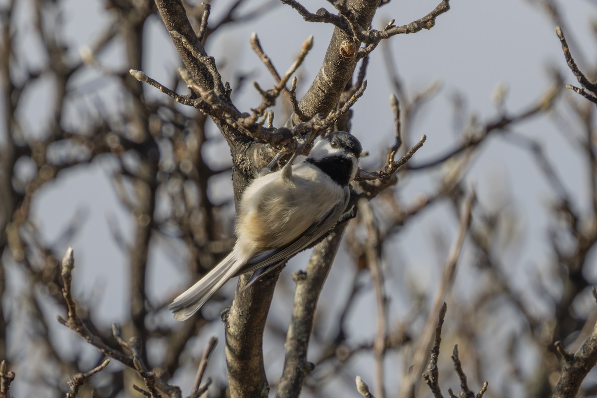 Mésange de Caroline - ML627764727