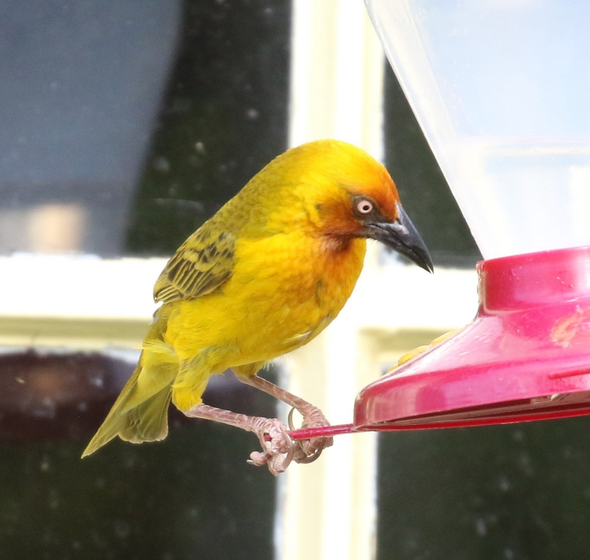 Cape Weaver - ML627764752