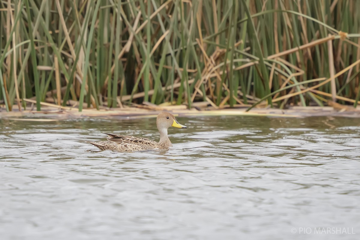 Yellow-billed Pintail - ML627764797