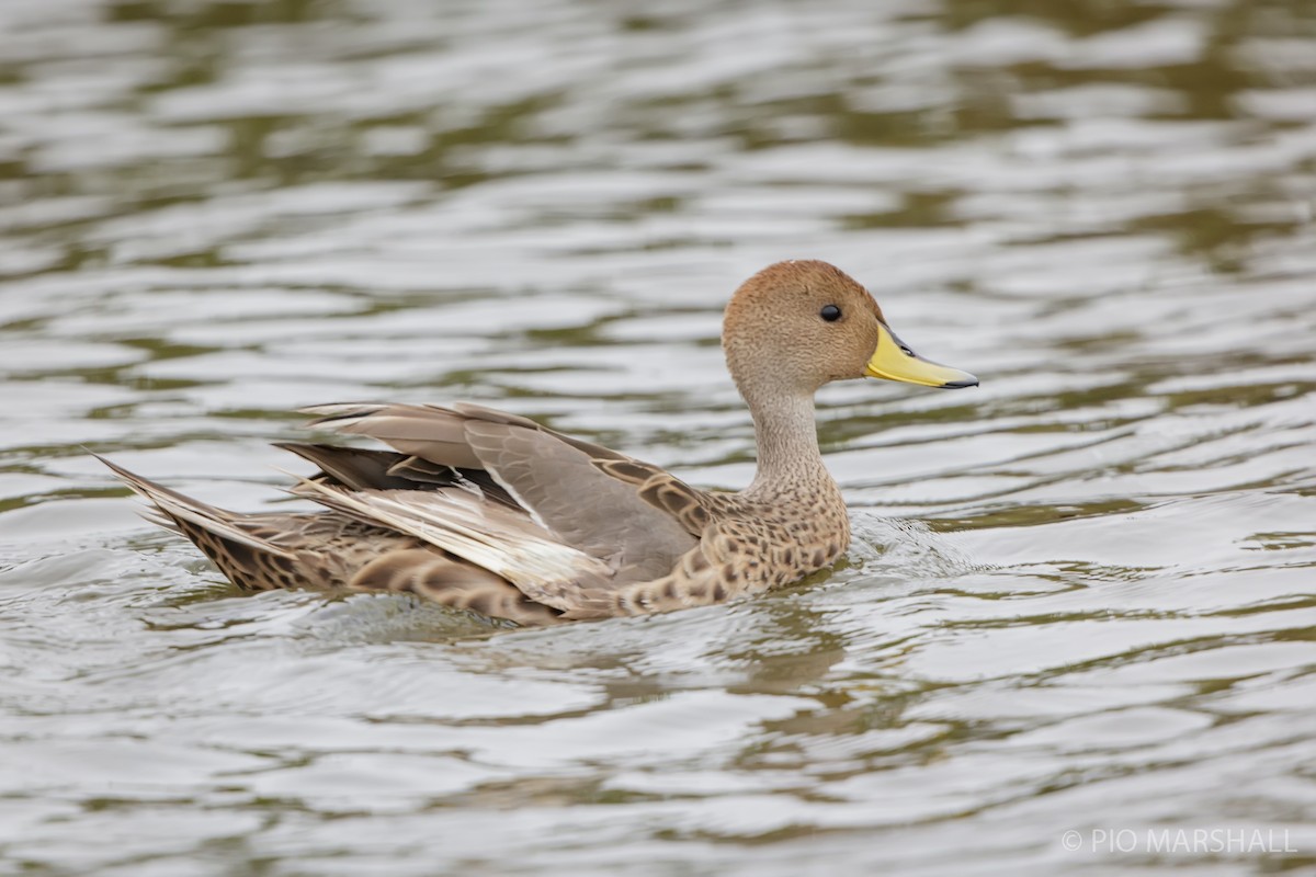 Yellow-billed Pintail - ML627764806