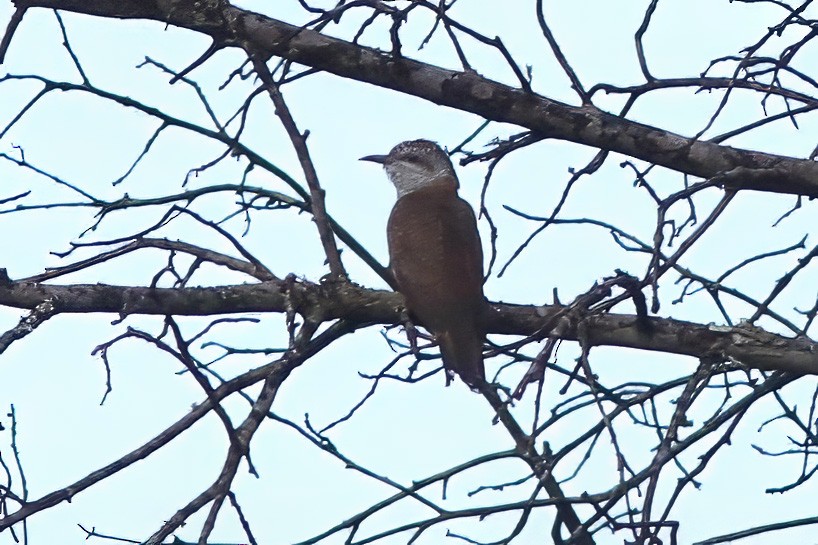 Banded Bay Cuckoo - ML627764943