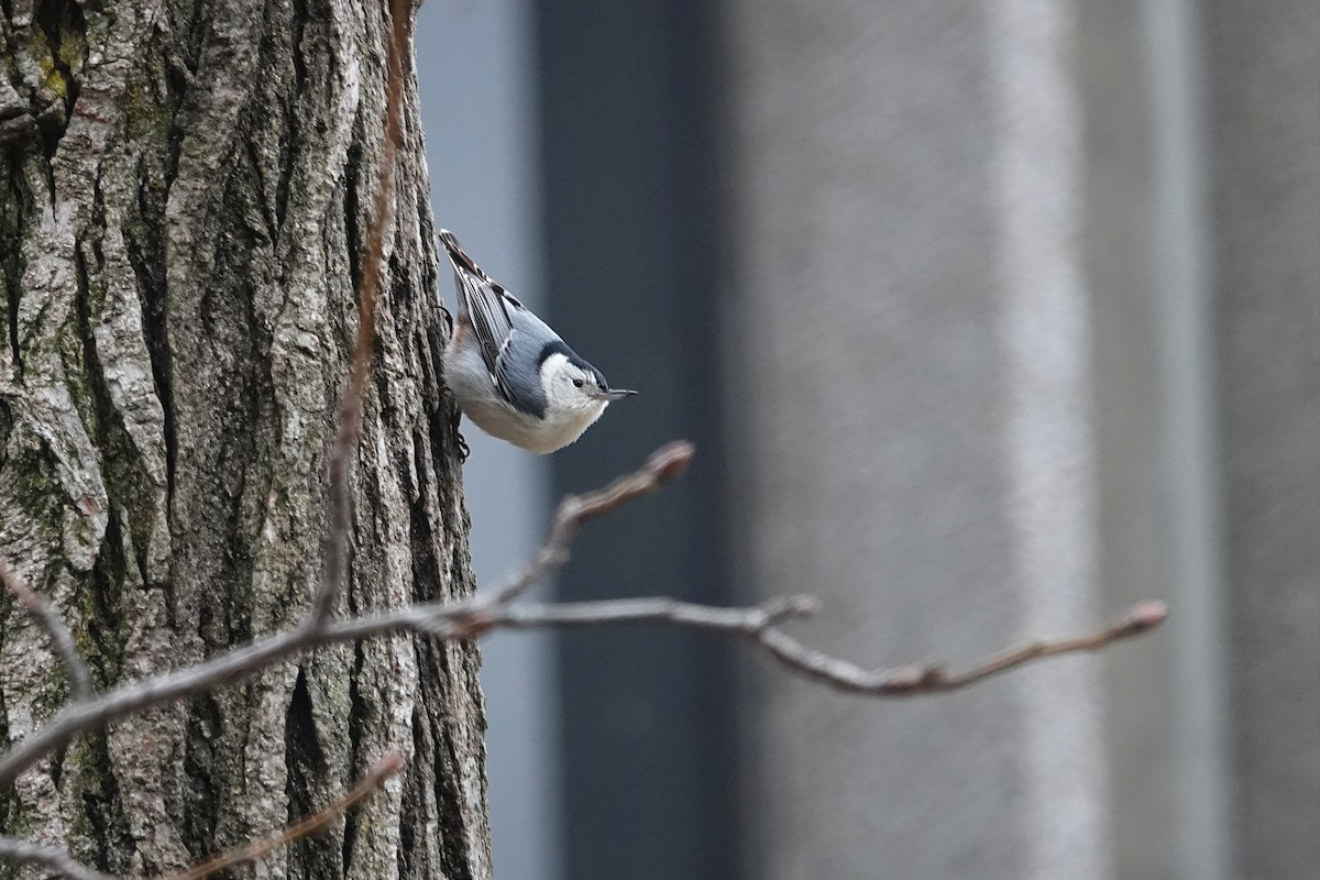 White-breasted Nuthatch - ML627765013