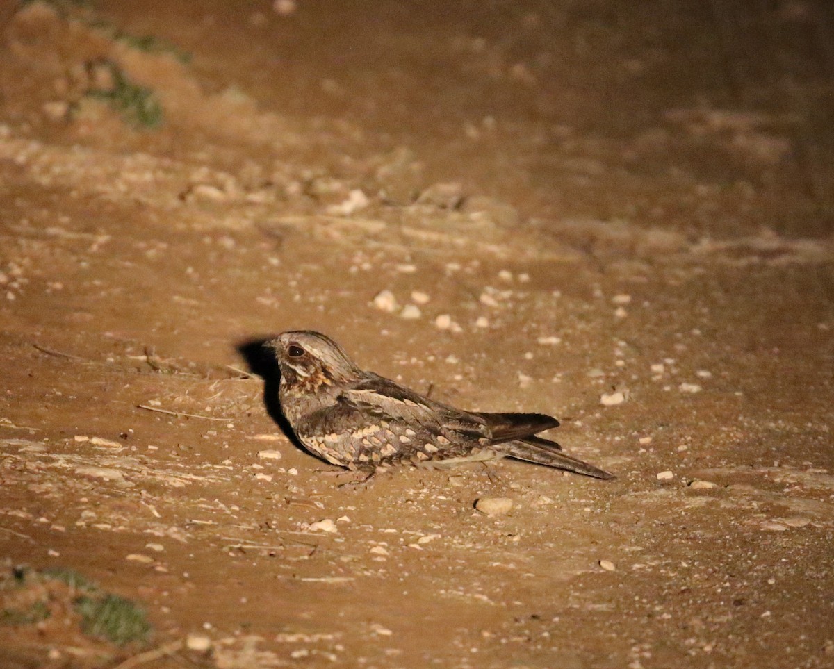 Rufous-cheeked Nightjar - ML627765029