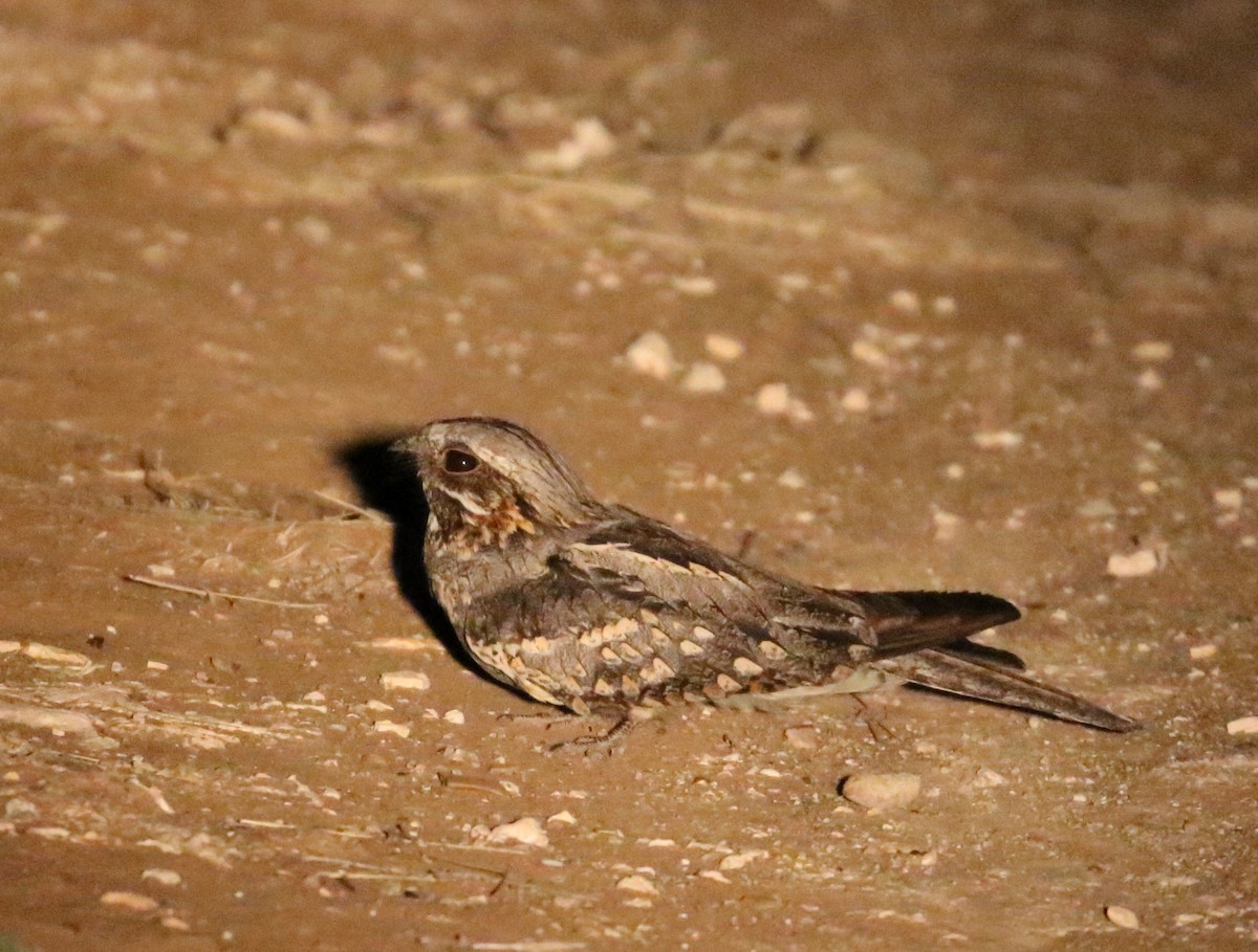 Rufous-cheeked Nightjar - ML627765039