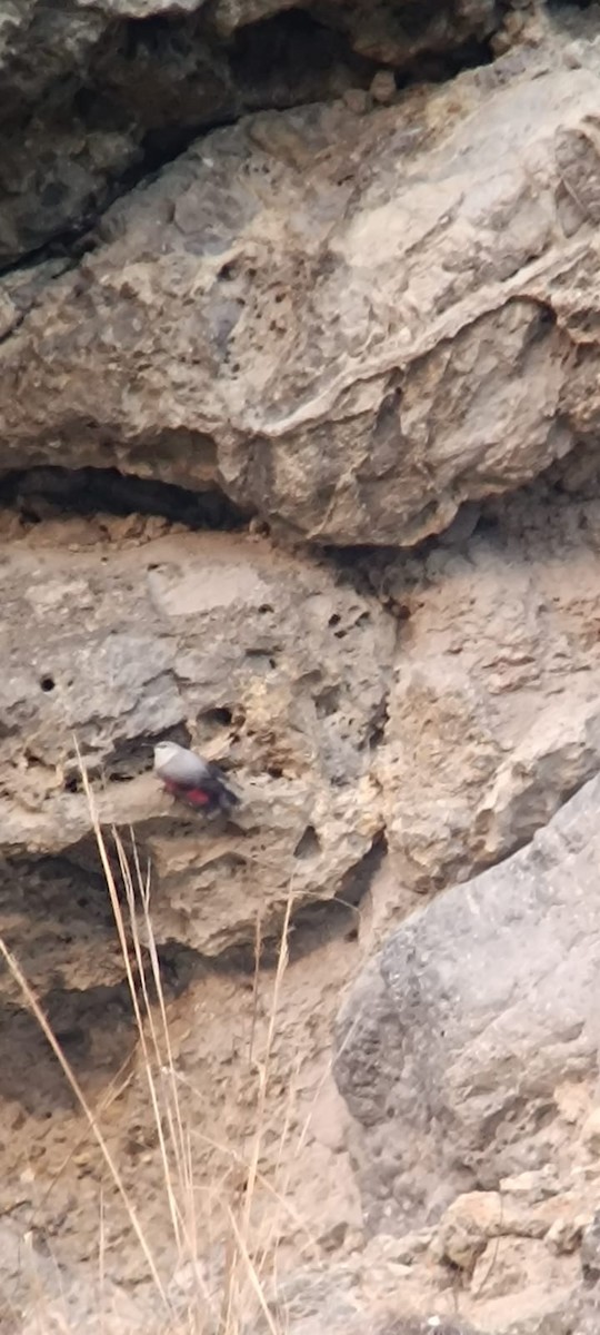 Wallcreeper - ML627765057