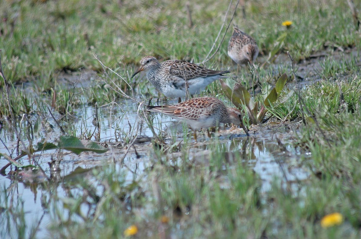 Graubrust-Strandläufer - ML627765096