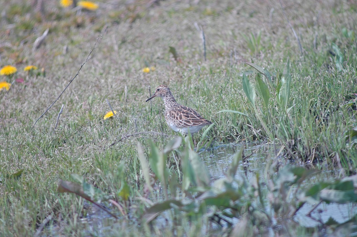 Graubrust-Strandläufer - ML627765097