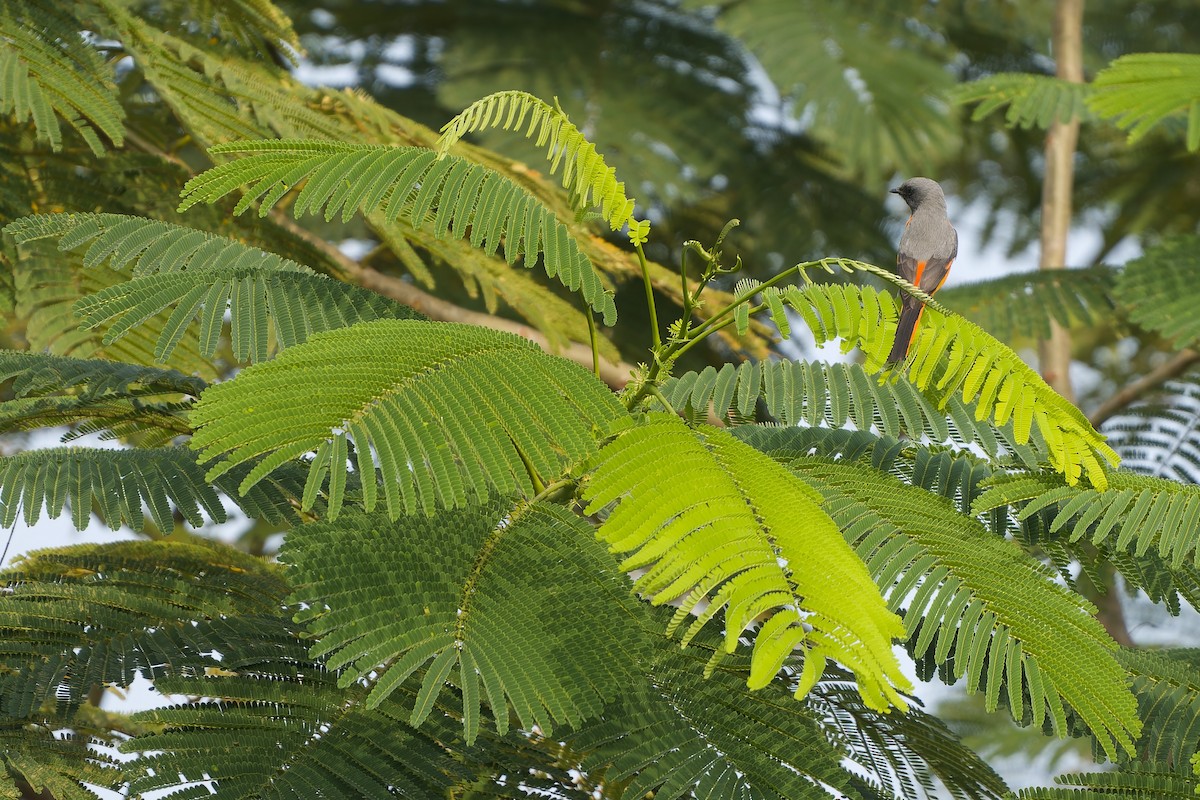 Small Minivet - ML627765175