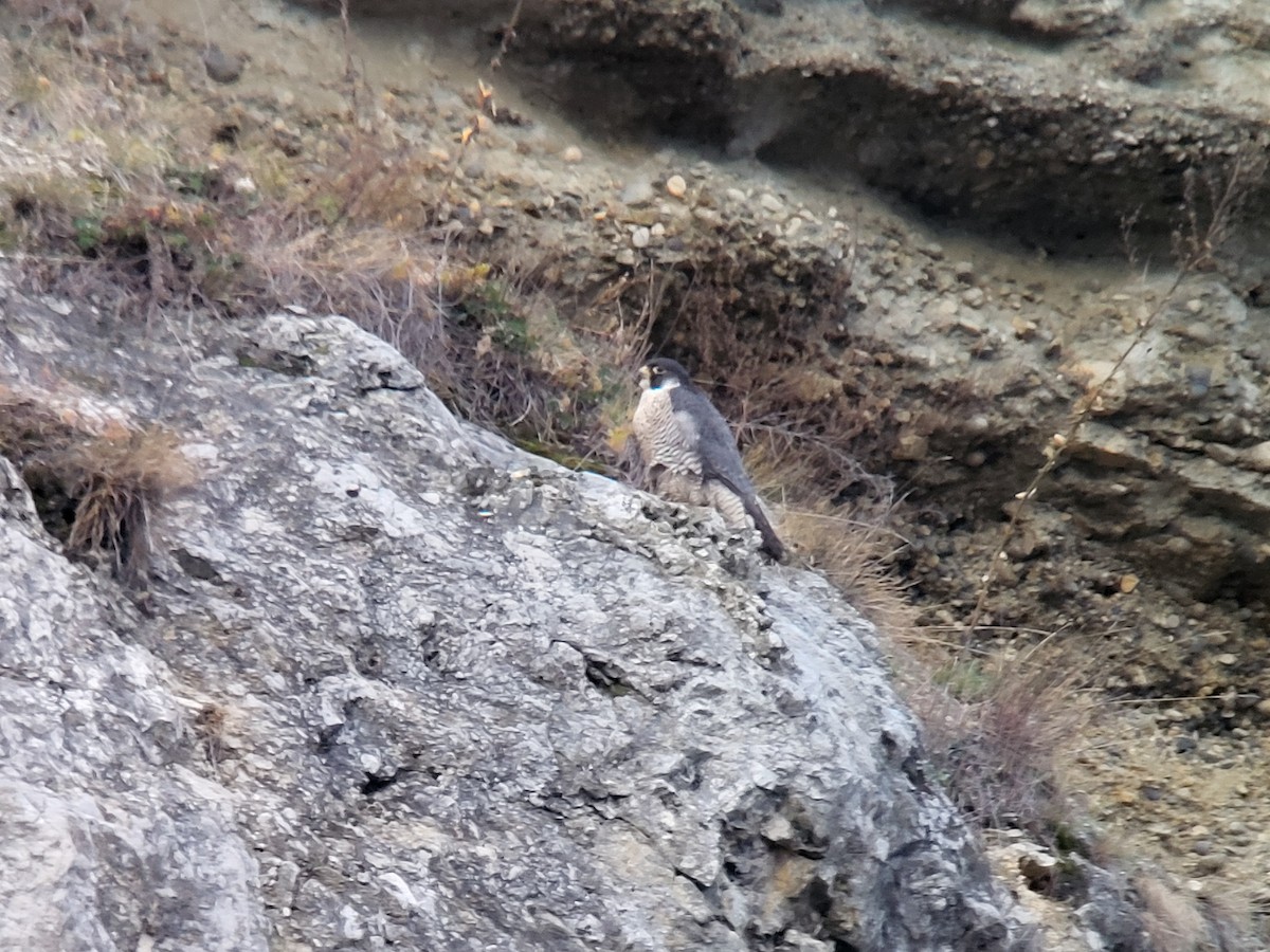 Peregrine Falcon - ML627765182