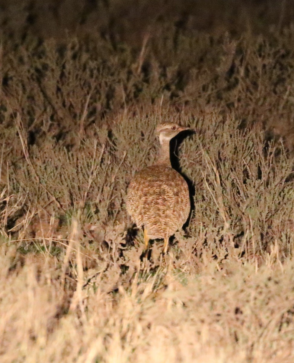 White-quilled Bustard - ML627765183