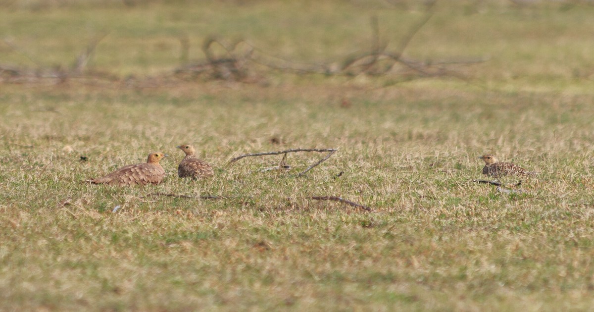 Chestnut-bellied Sandgrouse - ML627765206