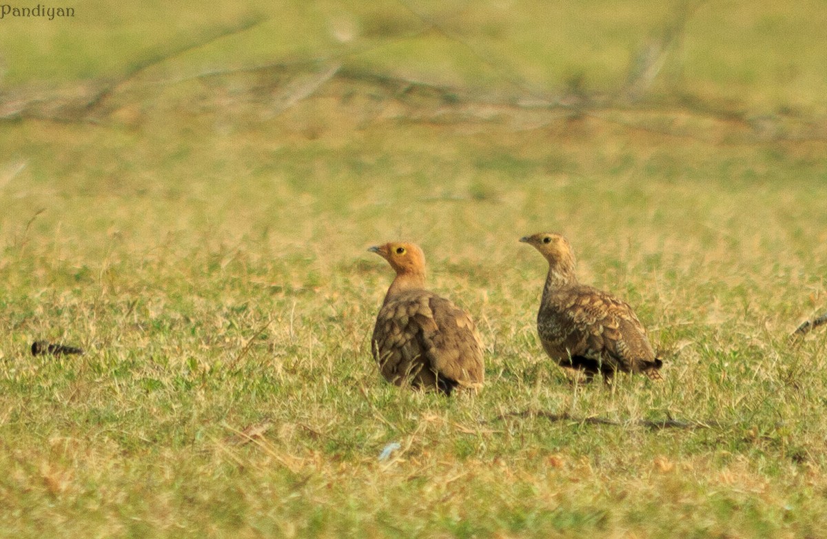 Chestnut-bellied Sandgrouse - ML627765207