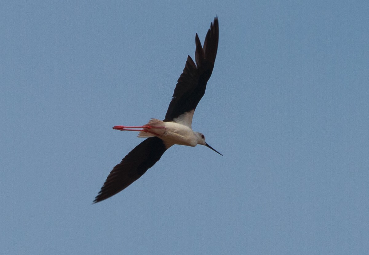 Black-winged Stilt - ML627765222