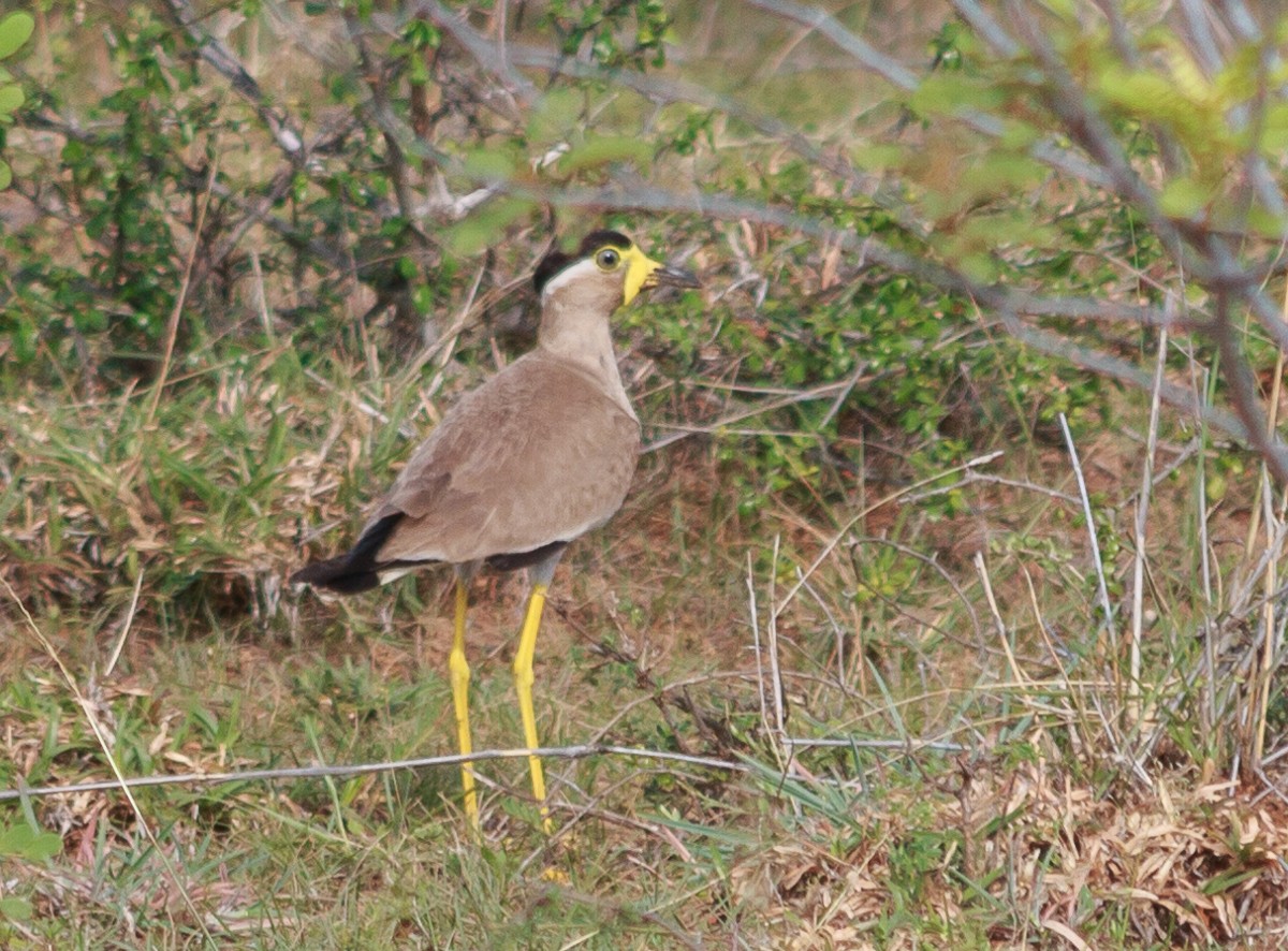 Yellow-wattled Lapwing - ML627765235