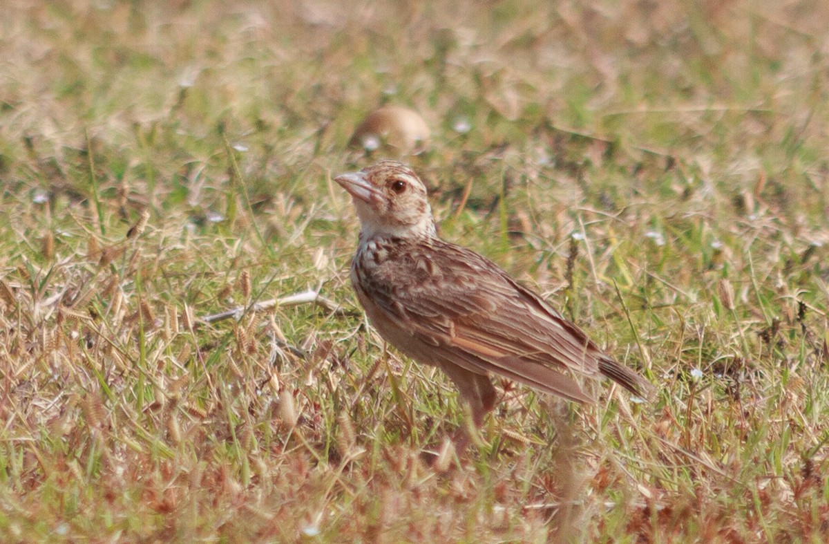 Jerdon's Bushlark - ML627765244