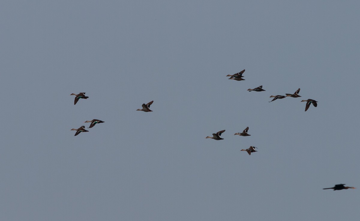 Indian Spot-billed Duck - ML627765268