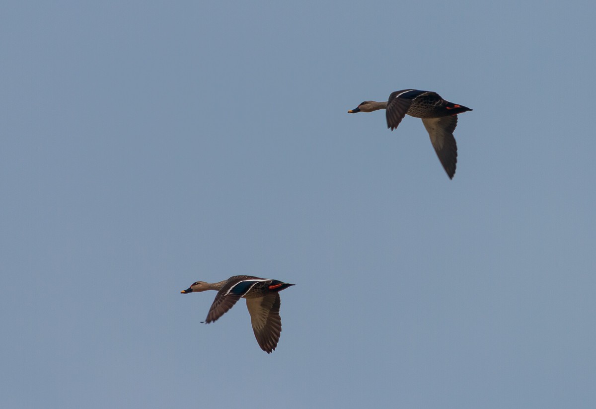 Indian Spot-billed Duck - ML627765269