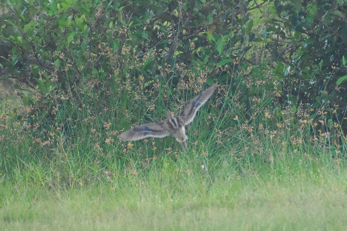 Pin-tailed Snipe - ML627765355