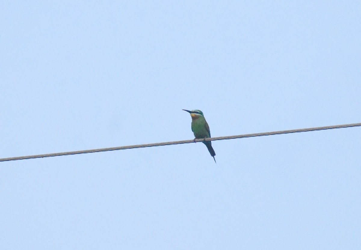 Blue-cheeked Bee-eater - ML627765362