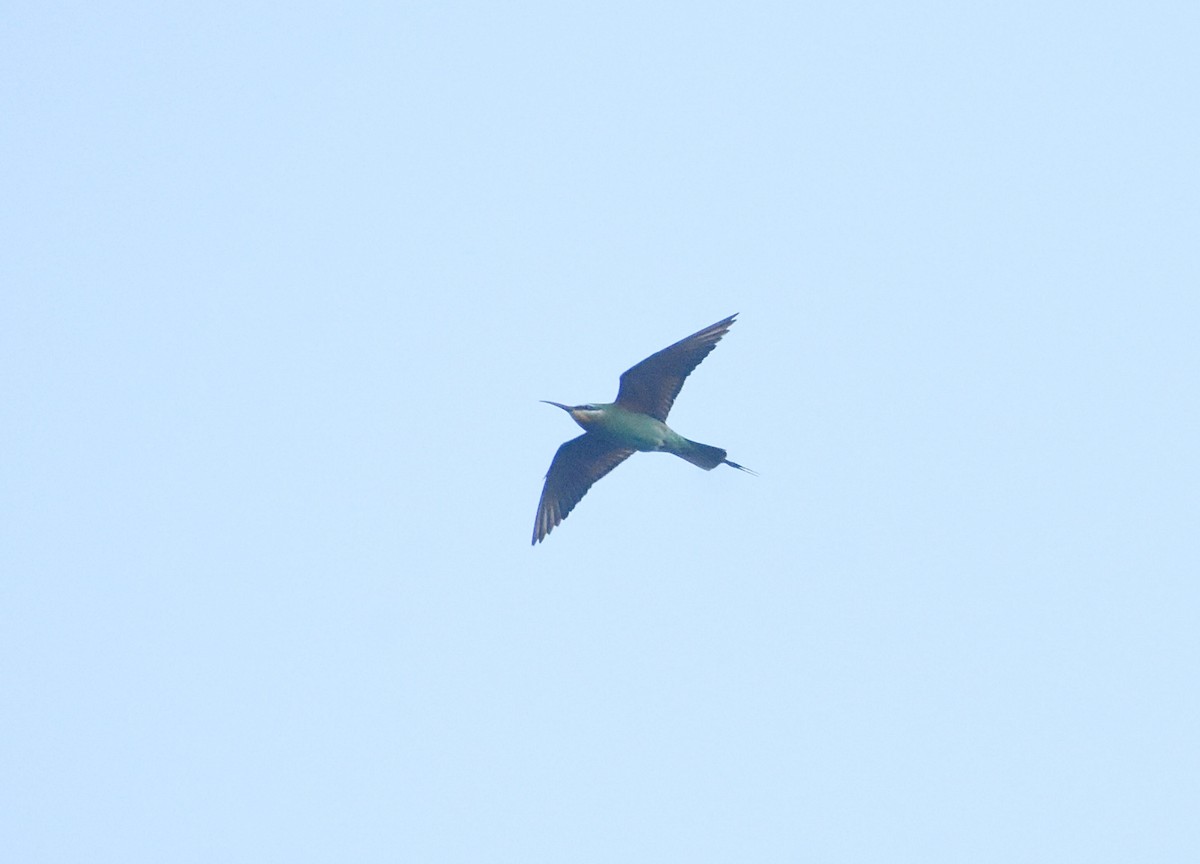 Blue-cheeked Bee-eater - ML627765363