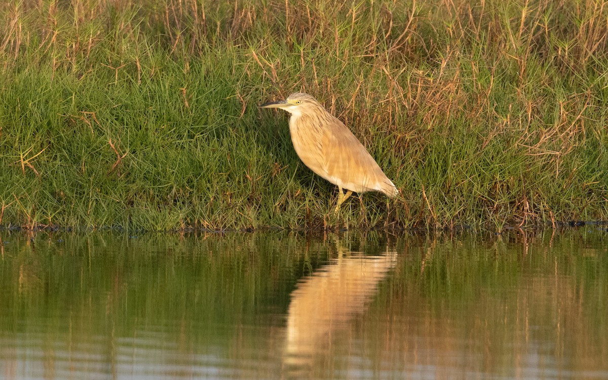 Squacco Heron - ML627765380