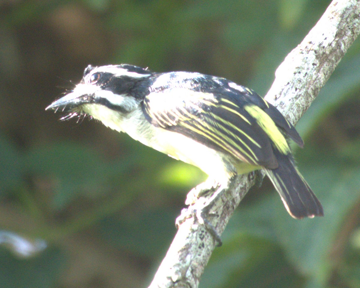 Yellow-rumped Tinkerbird - ML627765420