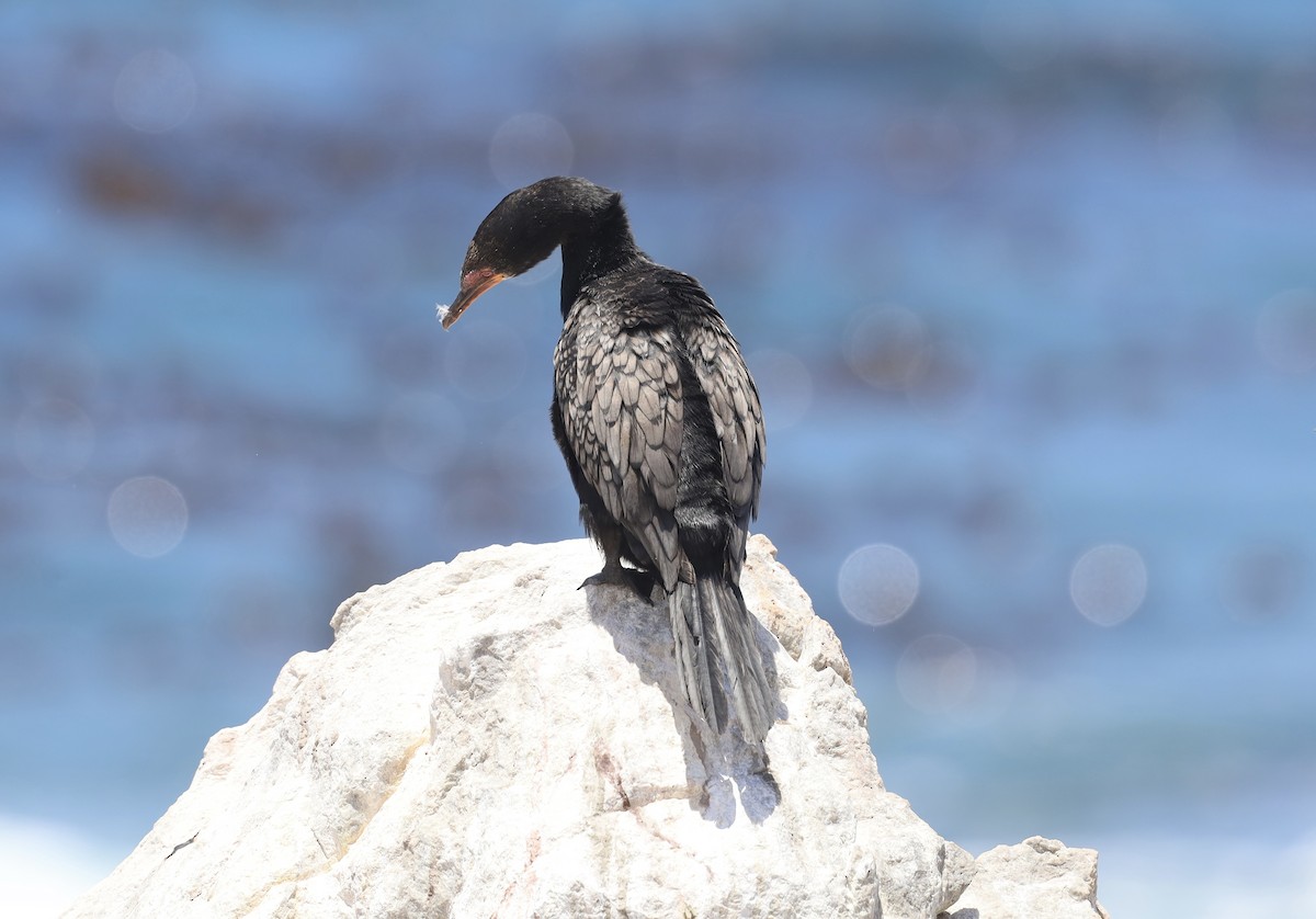 Crowned Cormorant - ML627765444