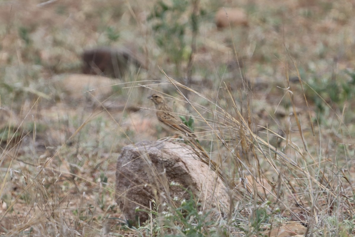 Lark-like Bunting - ML627765460